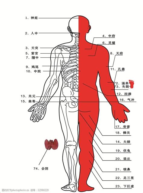 人中部 部位|人体の区分と方向 